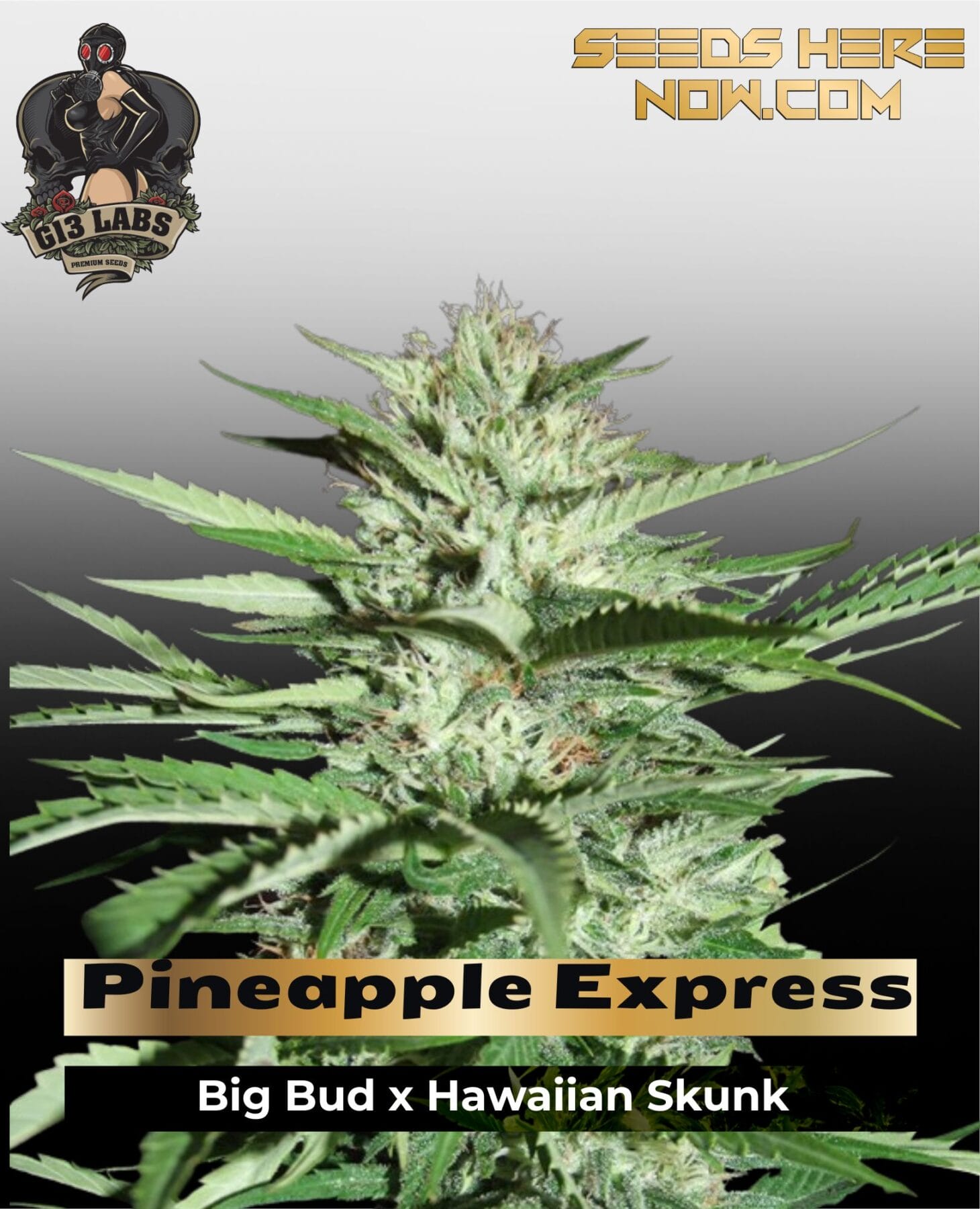 Pineapple Express (Feminized) - G13 Labs