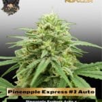 Pineapple Express #2 Auto (Feminized) - G13 Labs