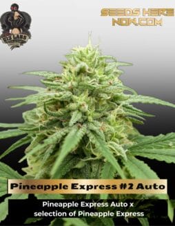 Pineapple Express #2 Auto (Feminized) (space) G13 Labs