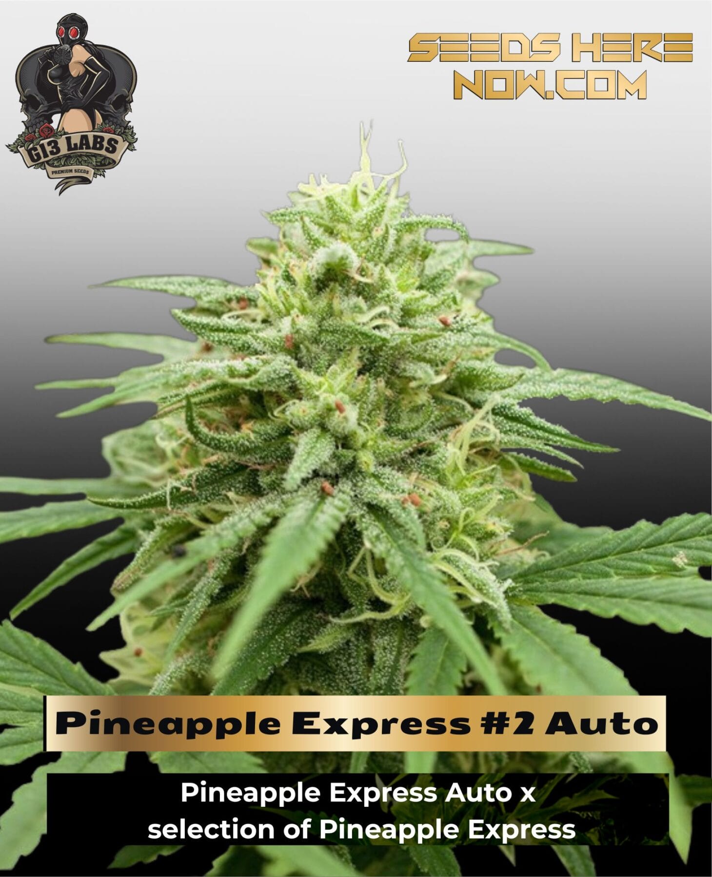 Pineapple Express #2 Auto (Feminized) - G13 Labs