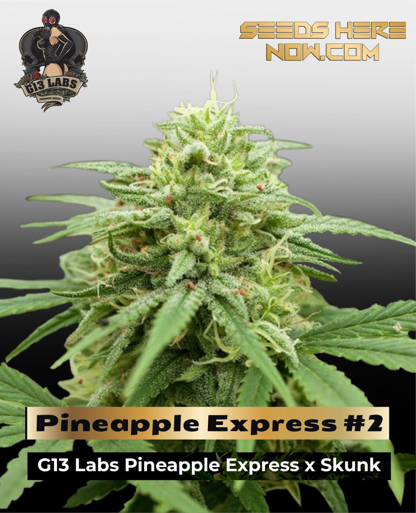 Pineapple Express #2 (Feminized) - G13 Labs