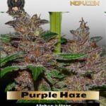 Purple Haze (Feminized) - G13 Labs