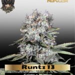 Runtz 13 (Feminized) - G13 Labs