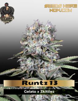 Runtz 13 (Feminized) (space) G13 Labs