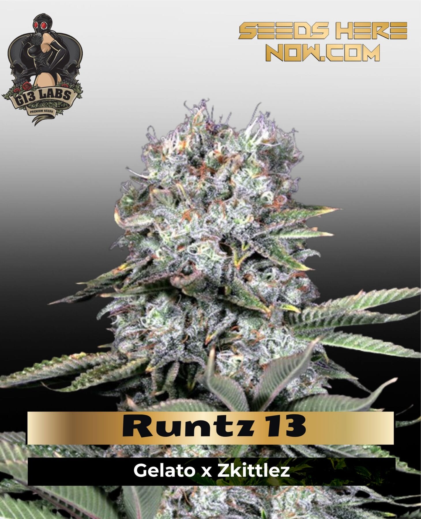 Runtz 13 (Feminized) - G13 Labs