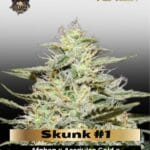 Skunk #1 (Feminized) - G13 Labs