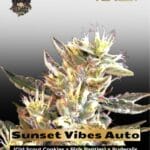 Sunset Vibes Auto (Feminized) - G13 Labs