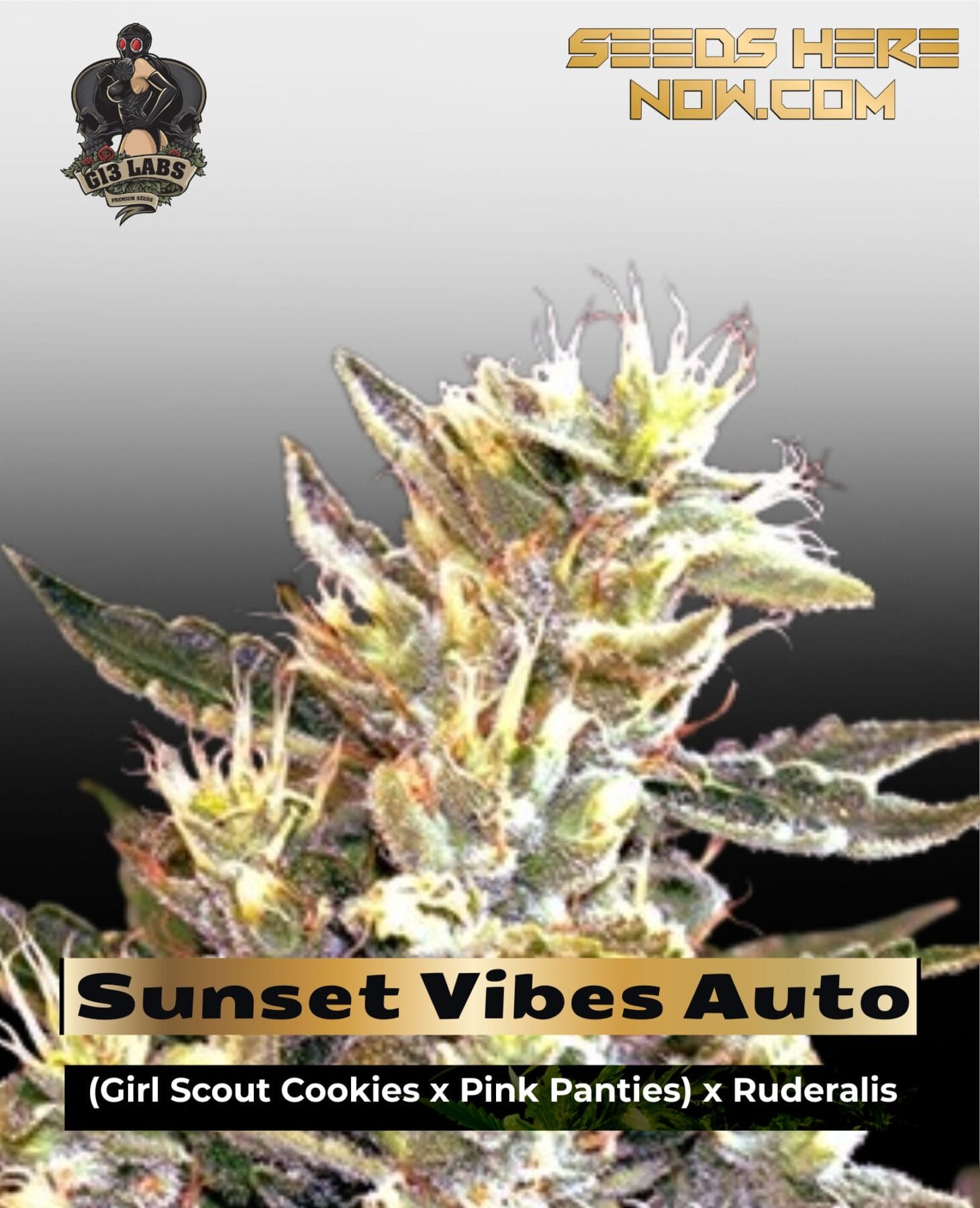Sunset Vibes Auto (Feminized) - G13 Labs