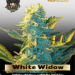 White Widow (Feminized) - G13 Labs