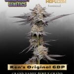 Ken's Original GDP (Grand Daddy Purple) (Feminized) - Grand Daddy Genetics