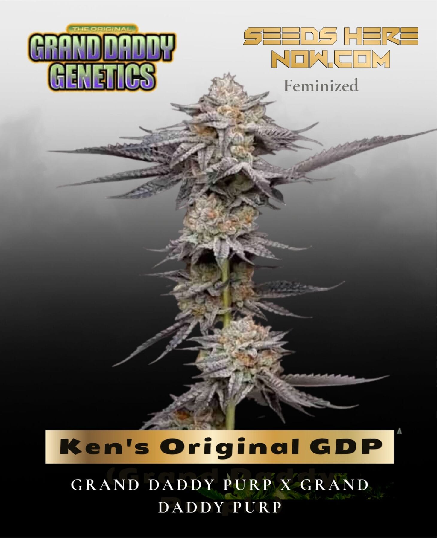 Ken's Original GDP (Grand Daddy Purple) (Feminized) - Grand Daddy Genetics