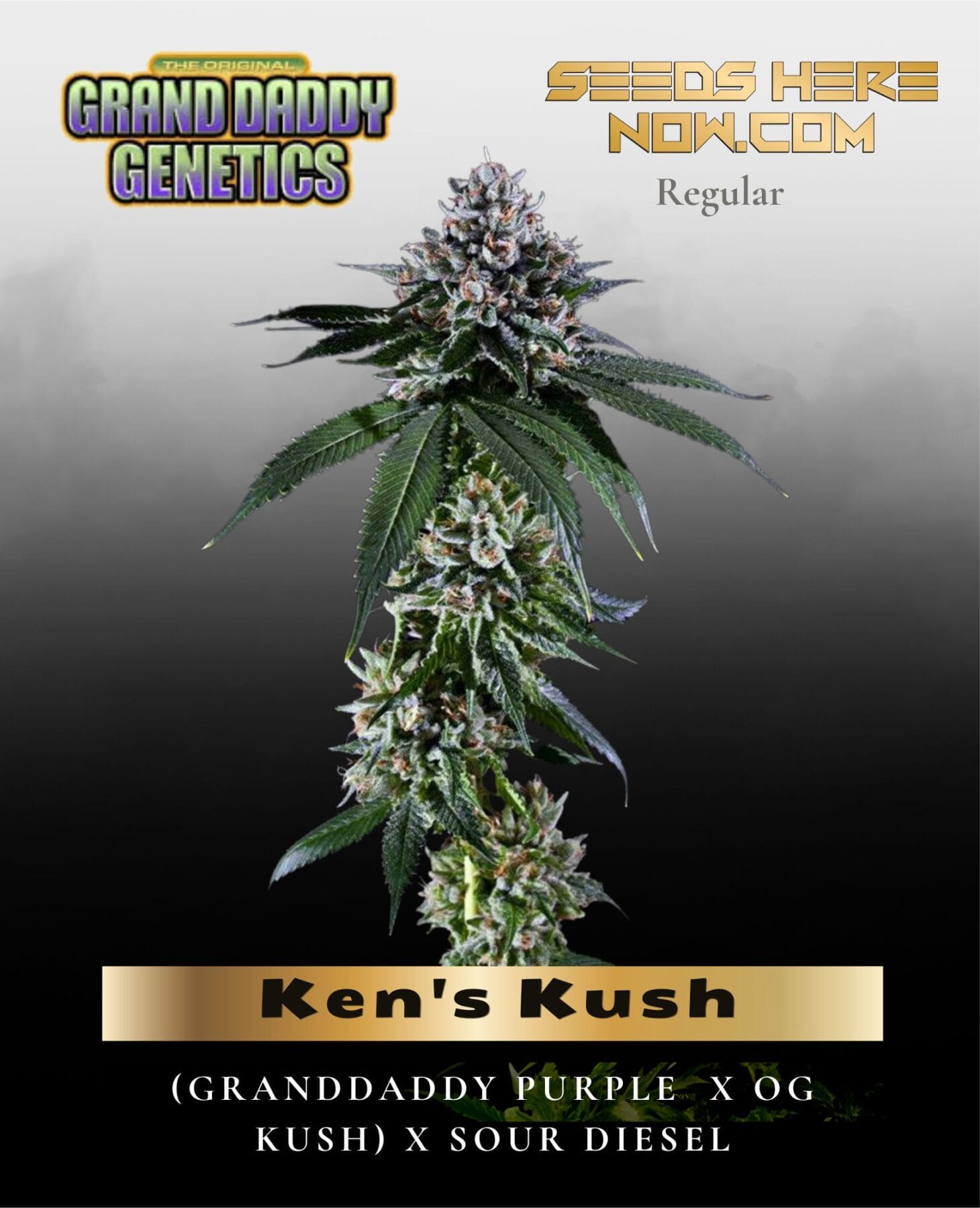 Ken's Kush (Regular) - Grand Daddy Genetics