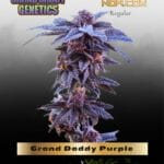 Grand Daddy Purple (Regular) - Grand Daddy Genetics