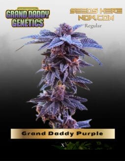 Grand Daddy Purple (Regular) (space) Grand Daddy Genetics