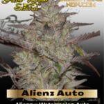 Alienz Auto (Feminized) - Greenhouse Seed Co.