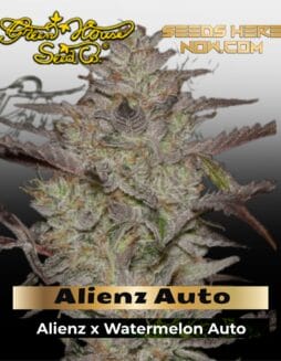 Alienz Auto (Feminized) (space) Greenhouse Seed Co.