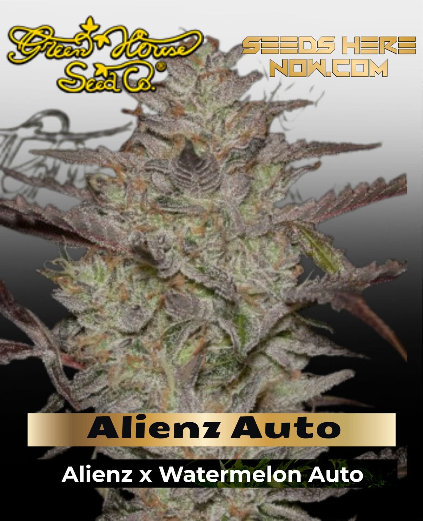 Alienz Auto (Feminized) - Greenhouse Seed Co.