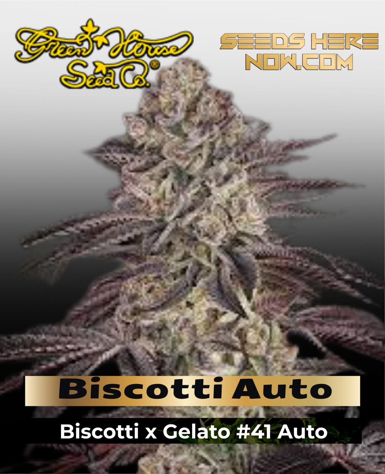 Biscotti Auto Feminized Seeds - Greenhouse Seed Co.