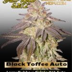 Black Toffee Auto (Feminized) - Greenhouse Seed Co.