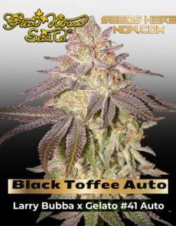 Black Toffee Auto (Feminized) (space) Greenhouse Seed Co.