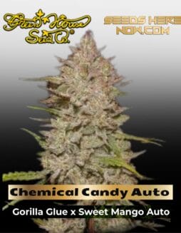 Chemical Candy Auto (Feminized) (space) Greenhouse Seed Co.