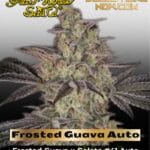 Frosted Guava Auto (Feminized) - Greenhouse Seed Co.