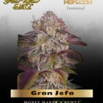 Gran Jefa (Feminized) - Greenhouse Seed Co.