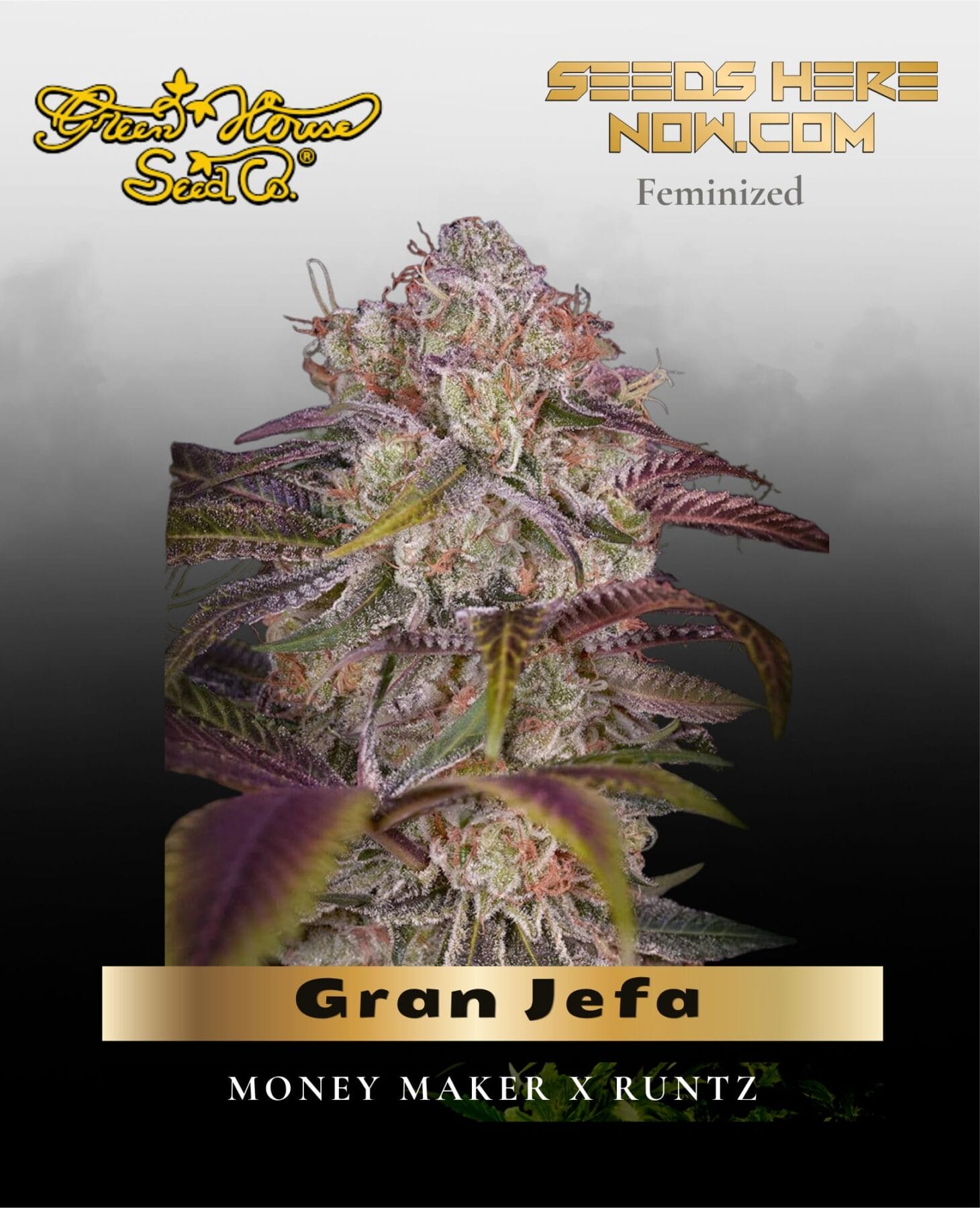 Gran Jefa Feminized Seeds - Greenhouse Seed Co.