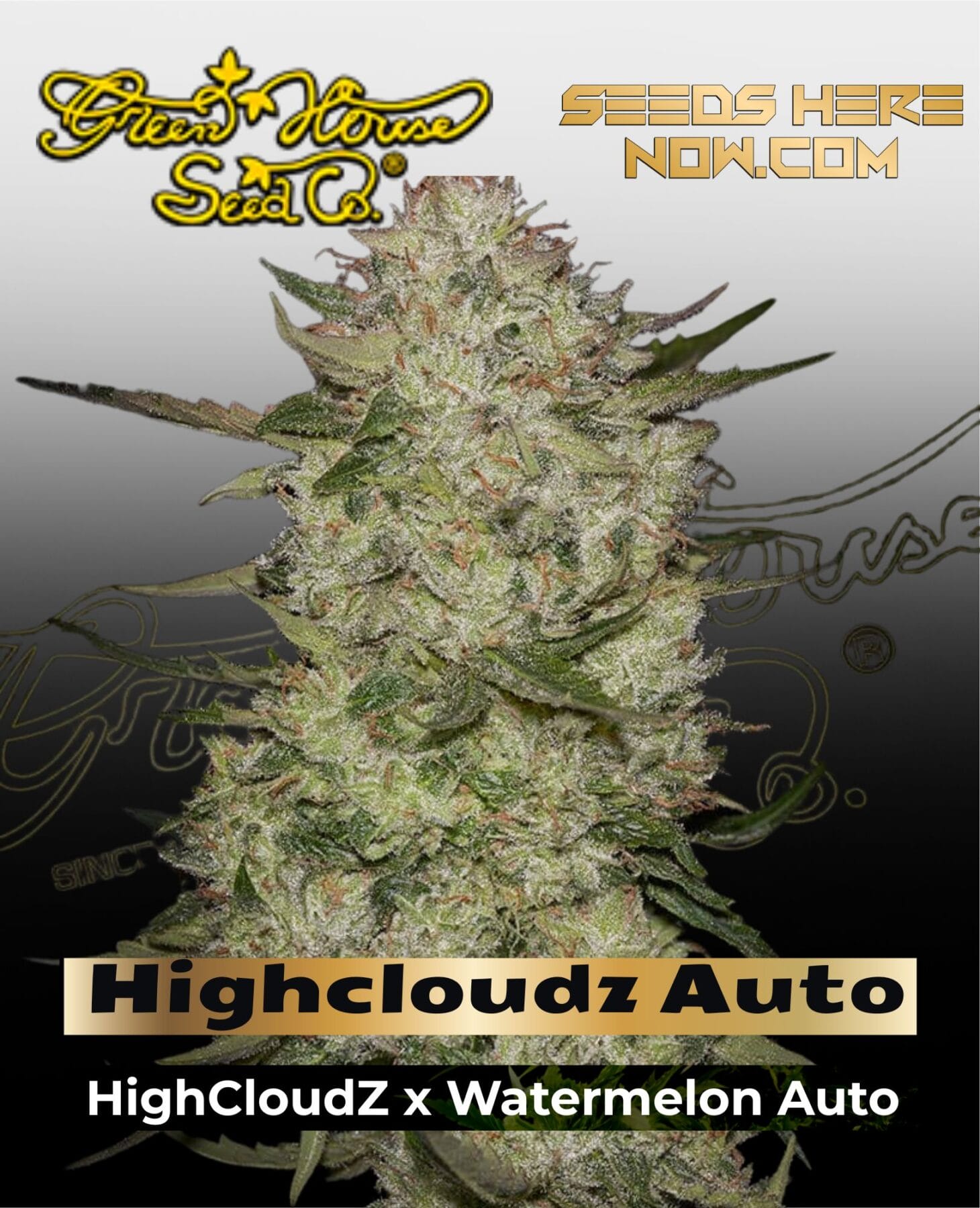 Highcloudz Auto (Feminized) - Greenhouse Seed Co.