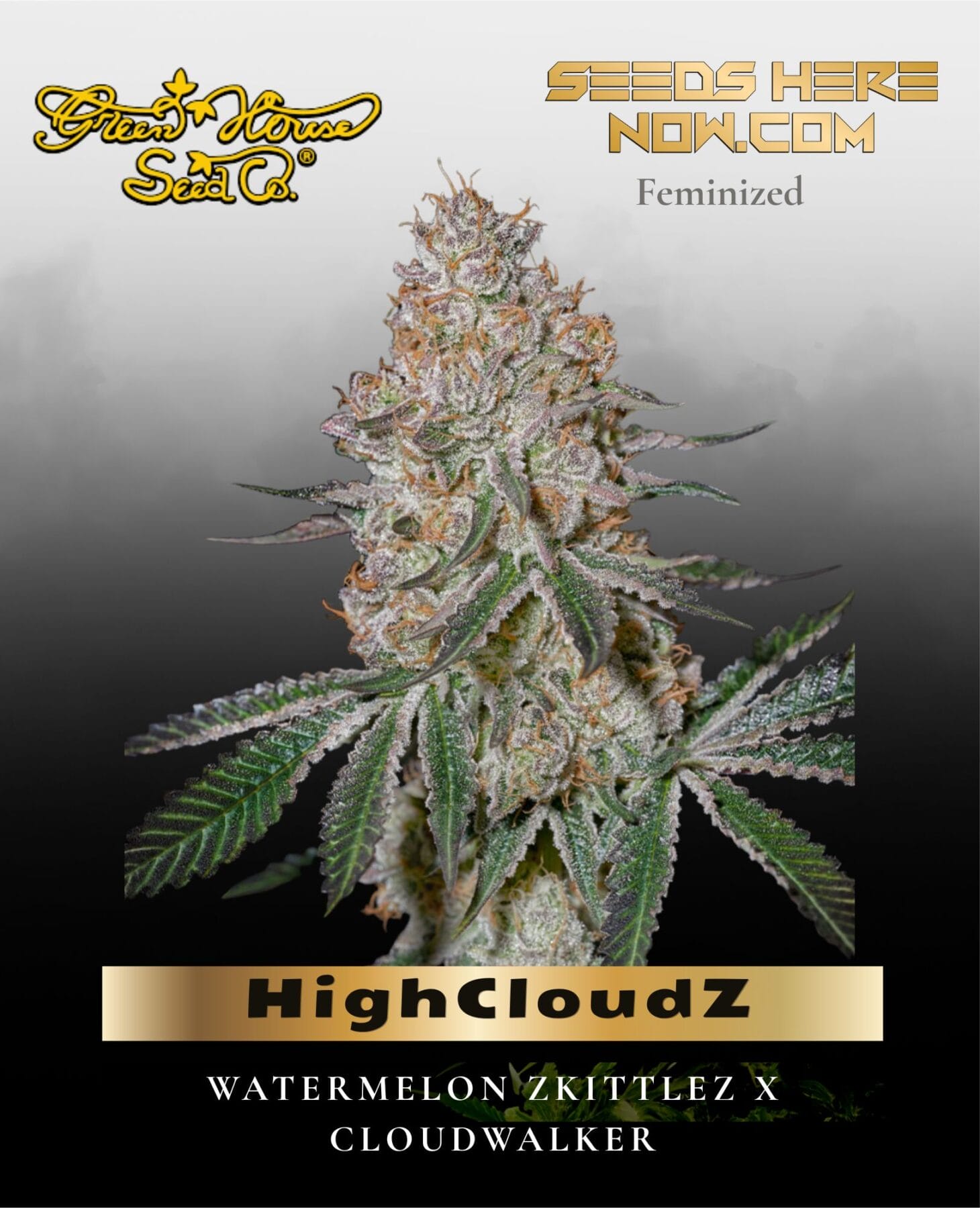 HighCloudZ (Feminized) - Greenhouse Seed Co.
