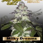 Milky Dreams (Feminized) - Greenhouse Seed Co.