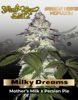 Milky Dreams (Feminized) (space) Greenhouse Seed Co.