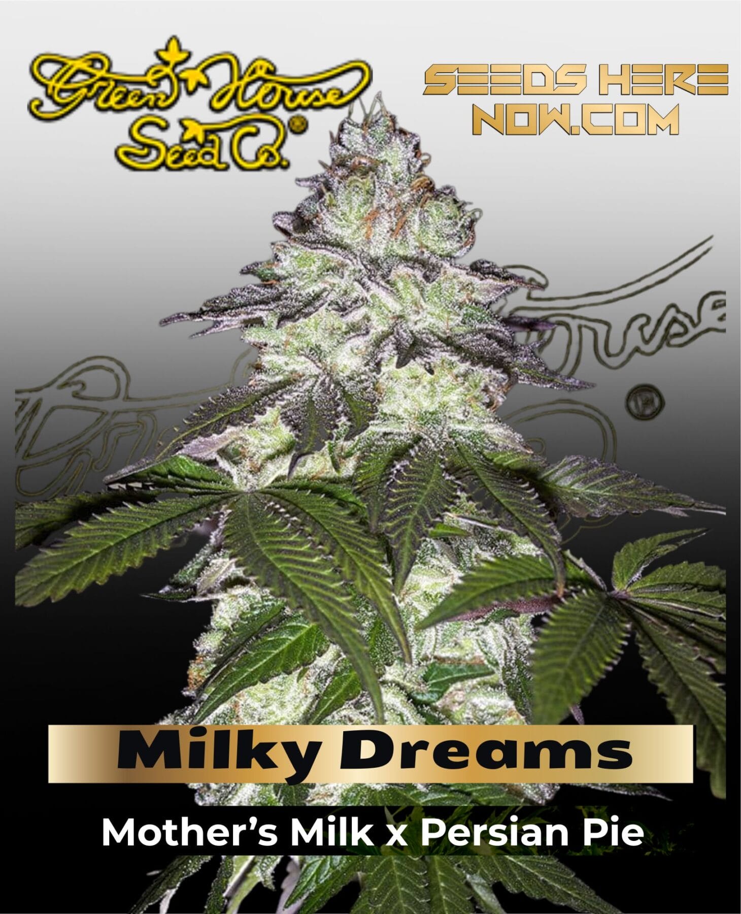Milky Dreams (Feminized) - Greenhouse Seed Co.