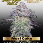 Nori Cake (Feminized) - Greenhouse Seed Co.