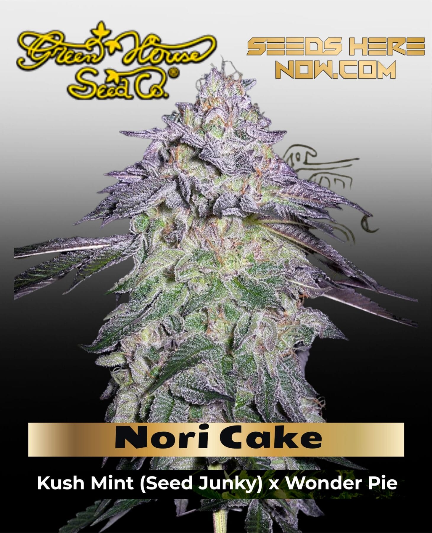 Nori Cake (Feminized) - Greenhouse Seed Co.