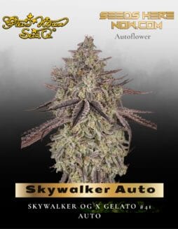 Skywalker Auto Feminized Seeds (space) Greenhouse Seed Co.