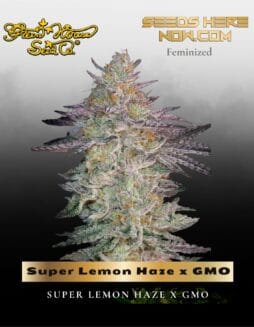 Super Lemon Haze x GMO (Feminized) (space) Greenhouse Seed Co.