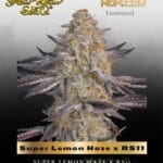 Super Lemon Haze x RS11 (Feminized) - Greenhouse Seed Co.