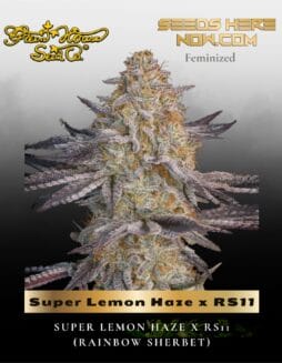 Super Lemon Haze x RS11 (Feminized) (space) Greenhouse Seed Co.
