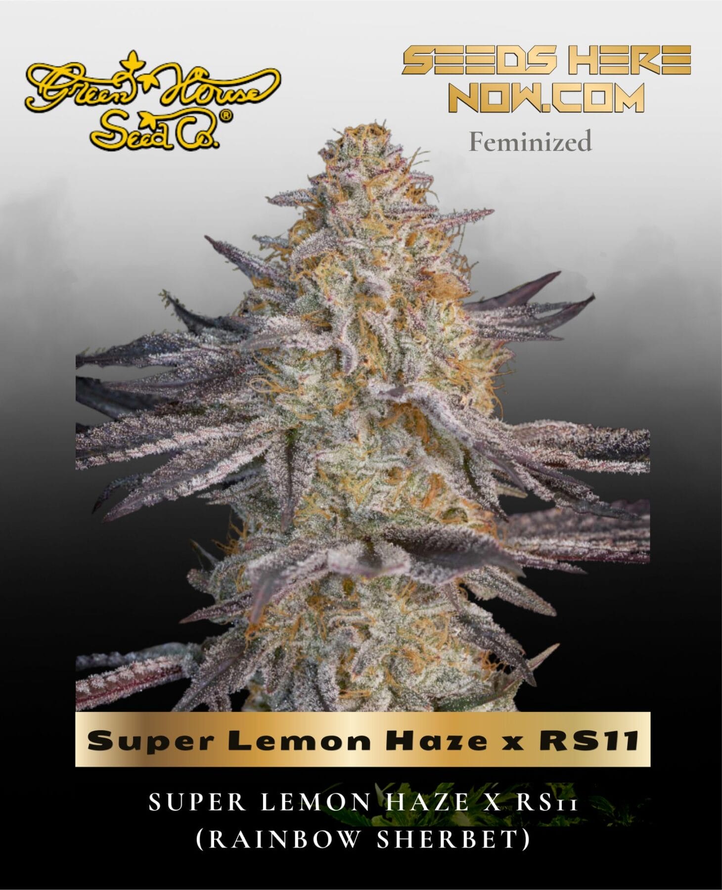 Super Lemon Haze x RS11 (Feminized) - Greenhouse Seed Co.