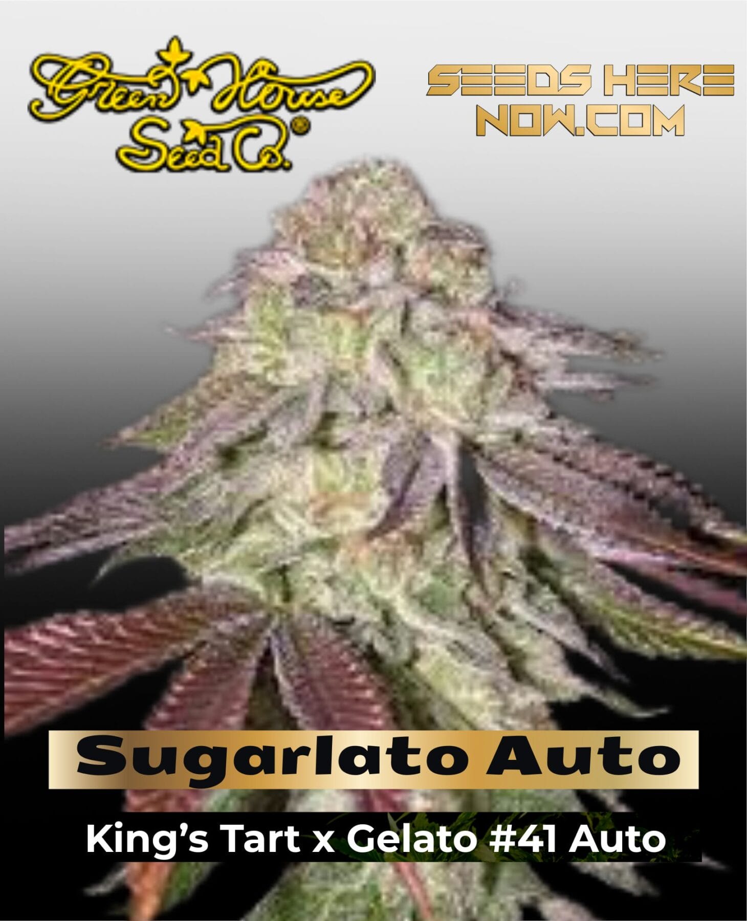 Sugarlato Auto (Feminized) - Greenhouse Seed Co.