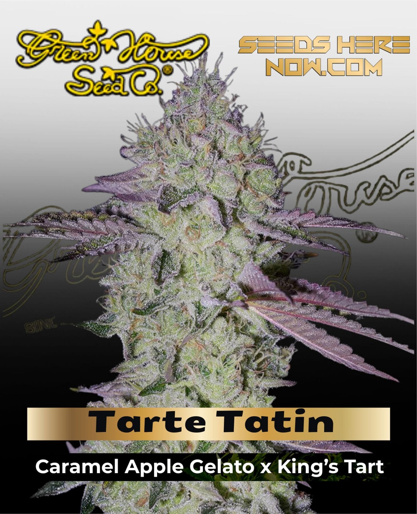 Tarte Tatin (Feminized) - Greenhouse Seed Co.