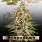 Bubba Slush (Feminized) - Greenhouse Seed Co.