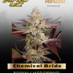 Chemical Bride (Feminized) - Greenhouse Seed Co.