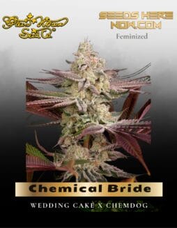 Chemical Bride Feminized Seeds (space) Greenhouse Seed Co.
