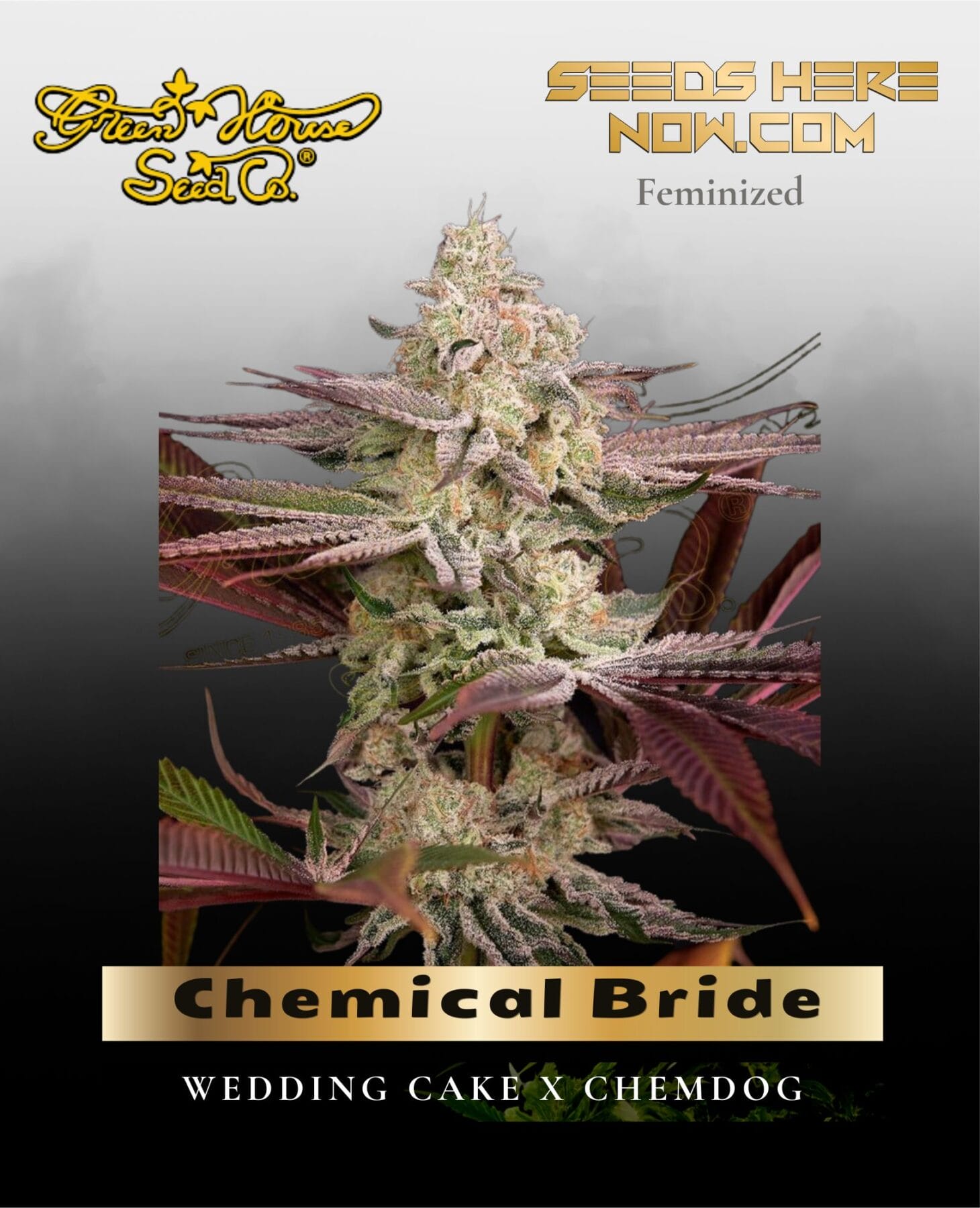 Chemical Bride Feminized Seeds - Greenhouse Seed Co.