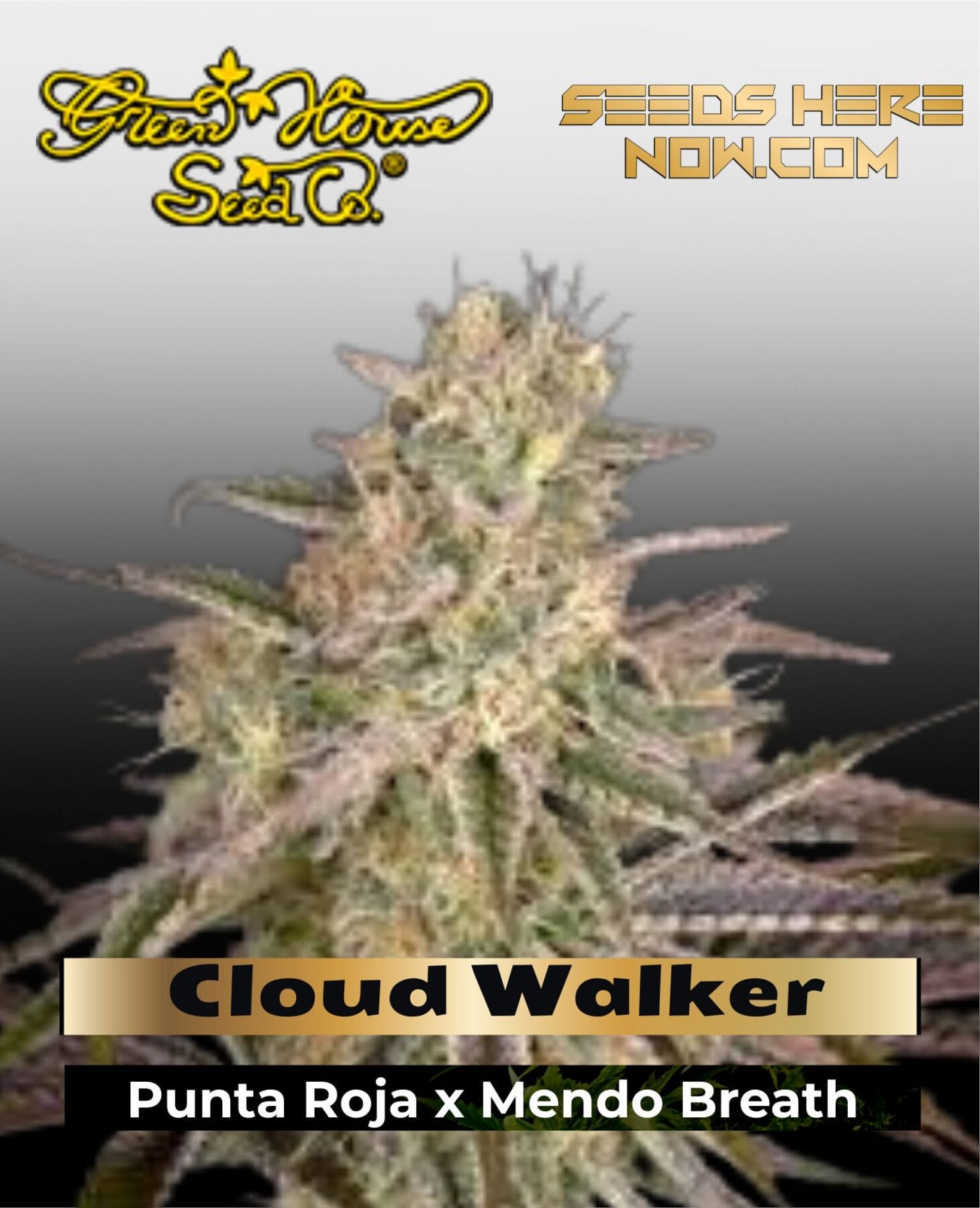 Cloud Walker (Feminized) - Greenhouse Seed Co.