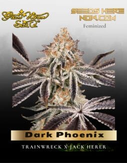Dark Phoenix (Feminized) (space) Greenhouse Seed Co.