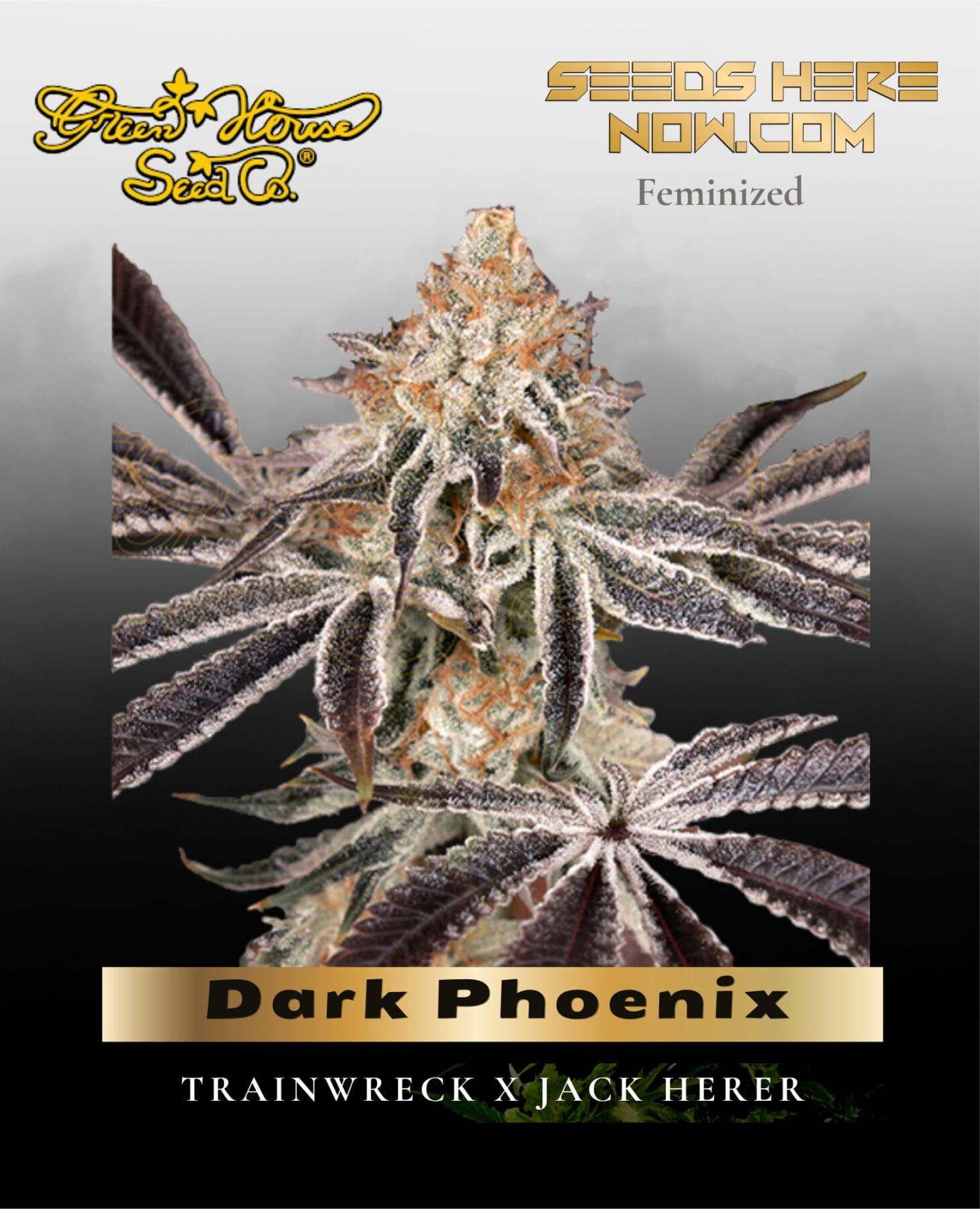 Dark Phoenix (Feminized) - Greenhouse Seed Co.
