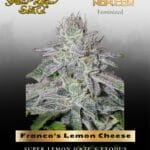 Franco's Lemon Cheese (Feminized) - Greenhouse Seed Co.